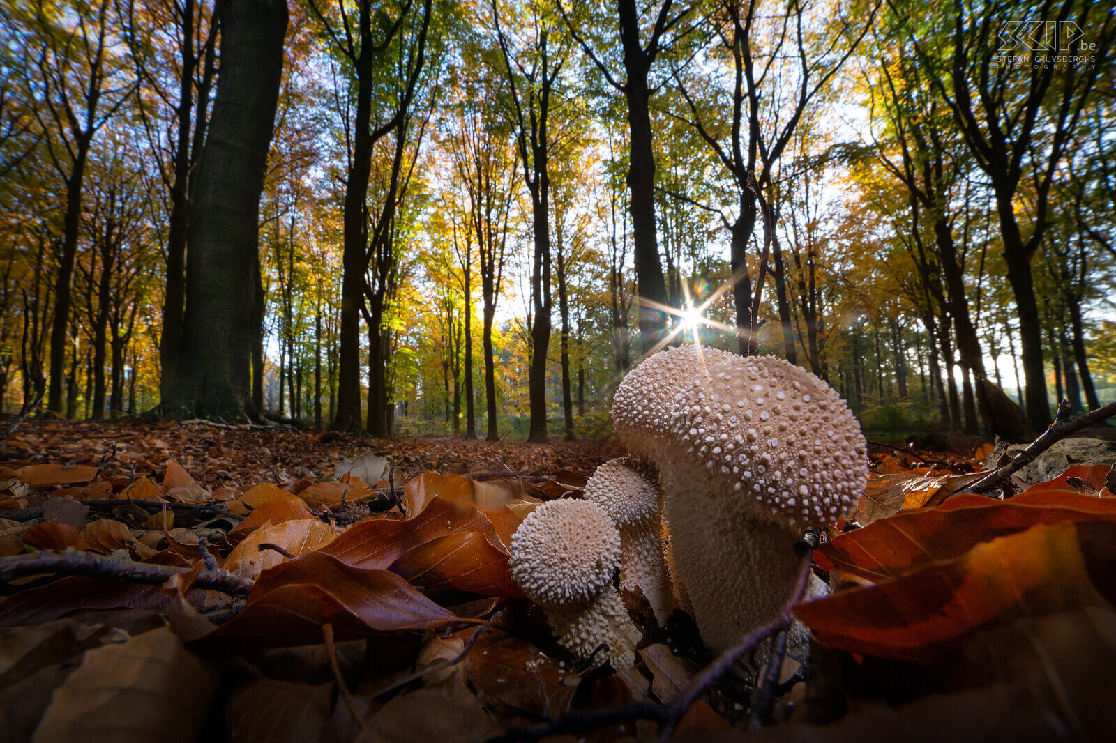 Paddenstoelen - Parelstuifzwam Deze herfst duiken er weer zeer veel prachtige paddenstoelen en zwammen op in onze bossen en tuinen Stefan Cruysberghs